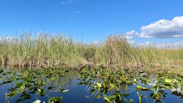 istock Everglades Florida on a beautiful day 1461646479