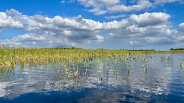 istock Everglades Florida on a beautiful day 1461646508