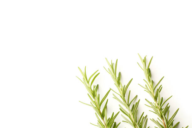 istock Three branches of rosemary on a white background 1461646721