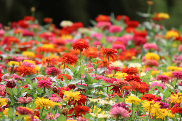 istock Zinnia elegans blooming colorful flowers in the park blurred background 1461647810