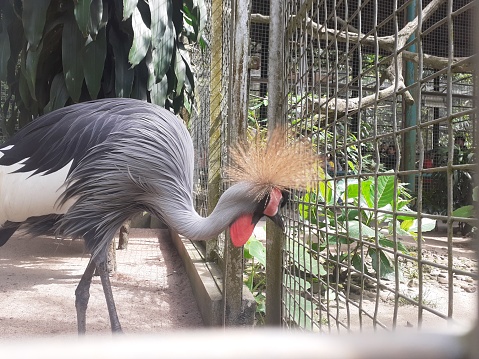 You can see the Black crowned crane, balearica pavonina. The beautiful crowned crane is in its large cage area.