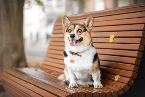 istock welsh corgi pembroke sitting on a bench 1461649549