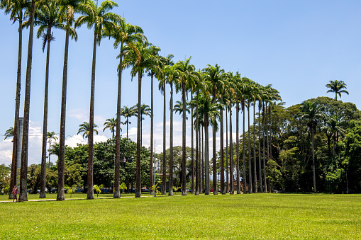 Burle Marx park - Parque da Cidade, in São José dos Campos, Brazil. Tall and beautiful palm trees