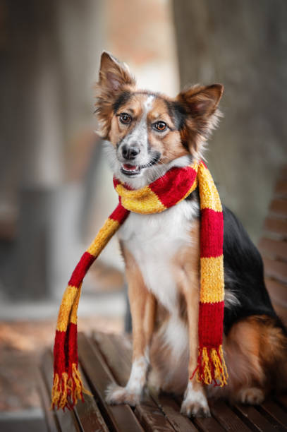 istock portrait of a dog 1461649594