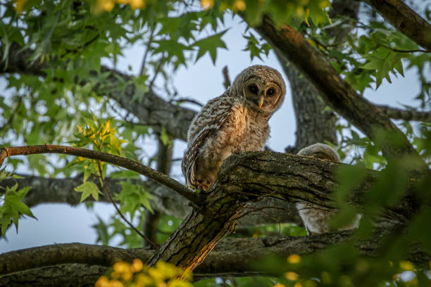 istock Barred Owl fledglings hide among the tree branches 1461651262
