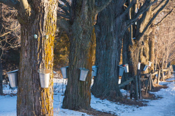 sugaring - maple tree imagens e fotografias de stock