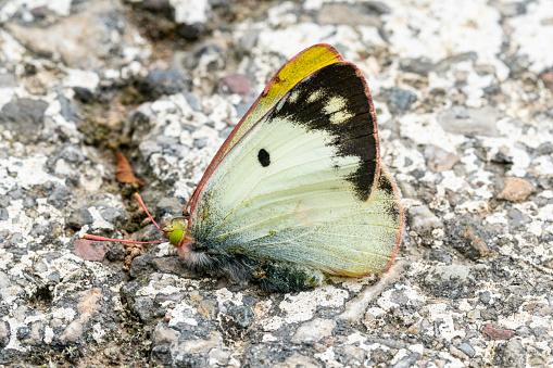 Dead butterfly on the road, hit by car. \n\nColias croceus