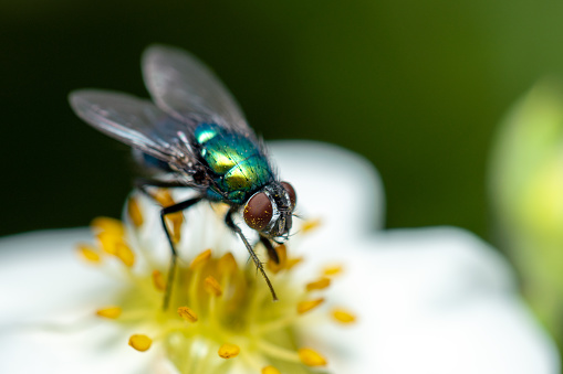 flying house fly in extreme close up on white background