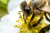 Bee pollinates the flower, extreme close-up macro shot
