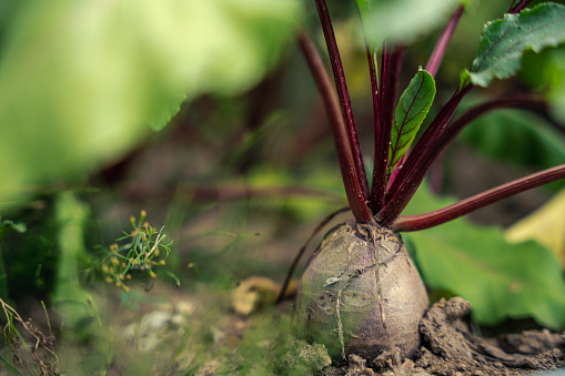 Close-up of the beets in the ground