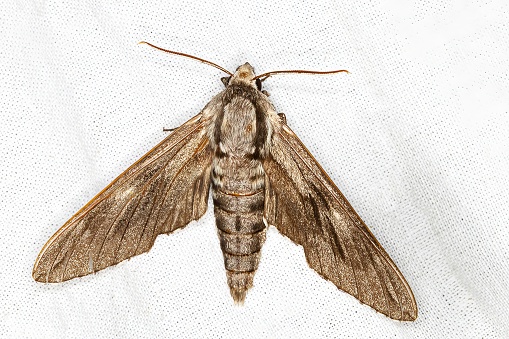 Sphinx pinastri, the pine hawk-moth, is a moth of the family Sphingidae. It is found in Palearctic realm and sometimes the Nearctic realm. This species has been found in Scotland but is usually found in England. The species was first described by Carl Linnaeus in his 1758 10th edition of Systema Naturae. 
The larvae feed on Scots pine, Swiss pine, Siberian pine and Norway spruce. 
Description:
The wings of Sphinx pinastri are grey with black dashes. The wingspan is 70–89 mm. The moth flies from April to August depending on the location. 
The back of the thorax is grey with two dark bands around both sides. 
Life cycle:
The females lay their eggs in groups of two or three along pine or spruce needles (source Wikipedia).

This Picture is made during a Long Weekend in the South of Belgium in June 2019.