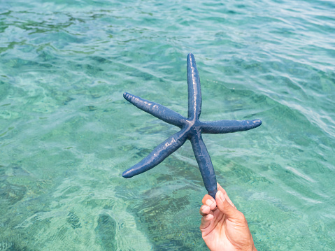 Blue starfish in hand on a background of blue water, Seven Islands, Seram island, Indonesia. Moluki region - a group of islands in the eastern part of the Malay Archipelago, Asia