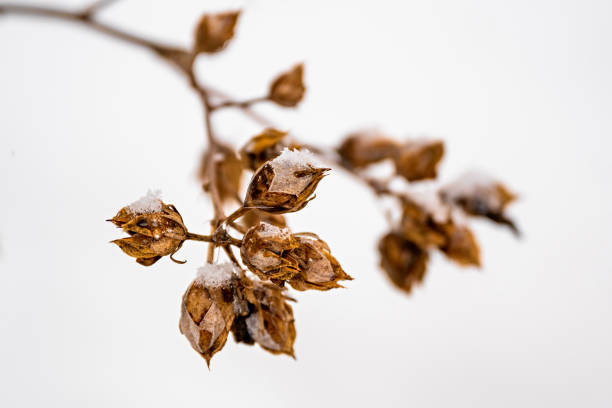 istock Snowy and icy hibiscus twig with dried fruit on white background. 1461659352