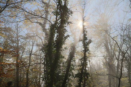 Sunbeams shine through the fog in the forest. The trees are overgrown with ivy.