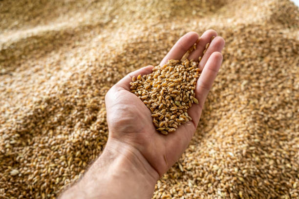 istock A human hand holds a handful of grain on a wheat background 1461659978