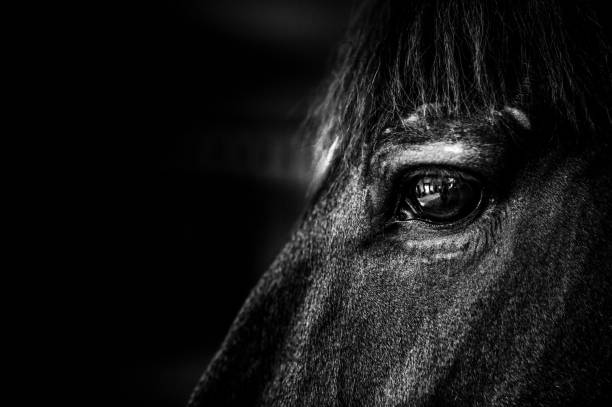 istock eye contact horse BW 1461661902