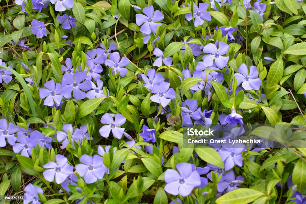 Spring blossom of periwinkle small (Vinca minor) - Royalty-free Bedektzadigen Stockfoto
