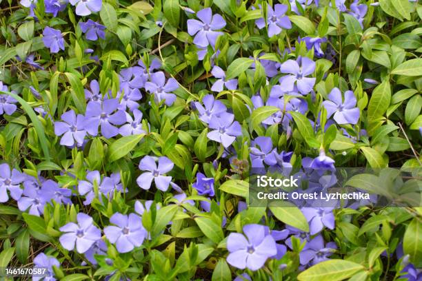 Spring Blossom Of Periwinkle Small Stockfoto en meer beelden van Bedektzadigen - Bedektzadigen, Beschrijvende kleur, Blad