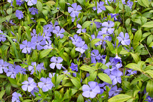 In the spring in nature blooms periwinkle small (Vinca minor)