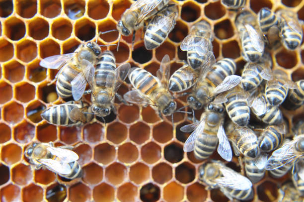 istock Honey bees on a honeycomb with pollen 1461670617
