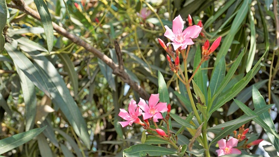 Flowers of Nerium oleander also known as Rose laurel, adelfa blanca etc. Decorative or ornamental plant grown in gardens.
