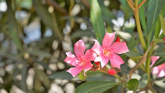 Flowers of Nerium oleander also known as Rose laurel, adelfa blanca etc. Decorative or ornamental plant grown in gardens.