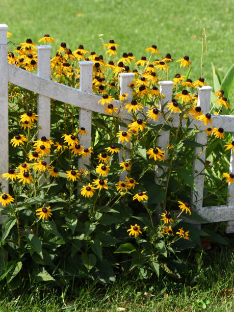 istock Black Eyed Susans Grow Around Picket Fence 1461670995