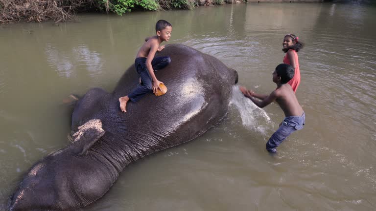 Children bathing  elephant in the river