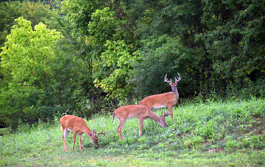 Three eight points travel together over the Appalachian mountains.  Two are eating and one is standing watch.