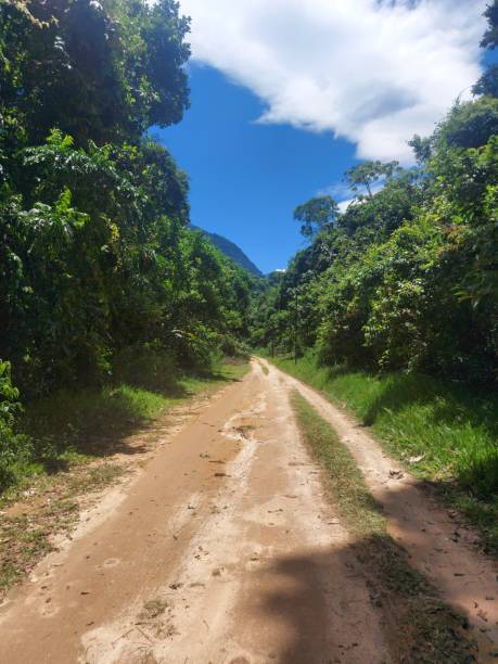 istock Dirt road in the forest 1461673638