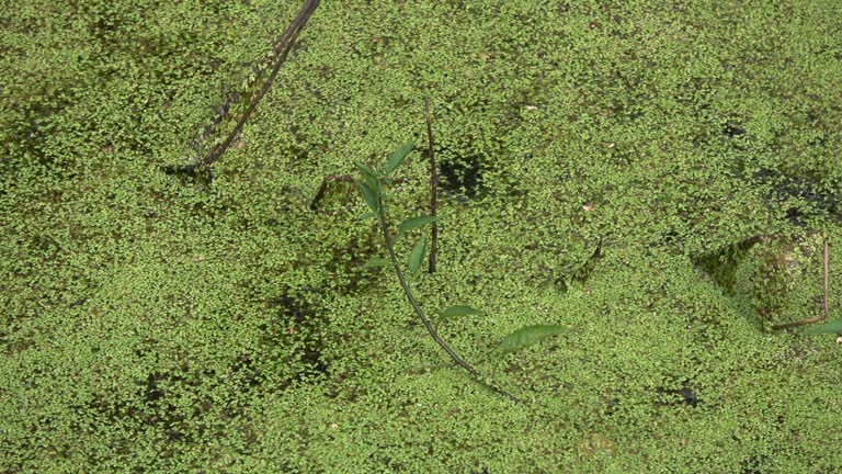 An example of mimicry – green frog in pond and duckweeds