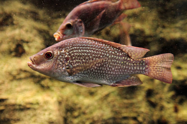 istock Oreochromis tanganicae - Tanganyika tilapia 1461676510