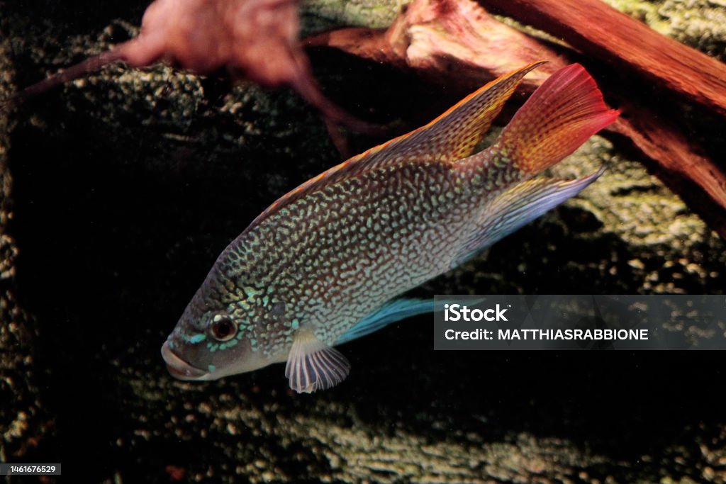 Oreochromis tanganicae - Tanganyika tilapia - Royaltyfri Afrika Bildbanksbilder