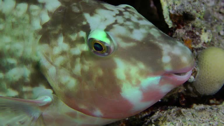 Longnose parrotfish sleeps near a coral bush at night.