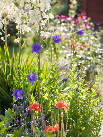 r border in naturalistic cottage garden - blooming beautiful flowers  - blue baloon flower, white yucca and pink echinacea purpurea.