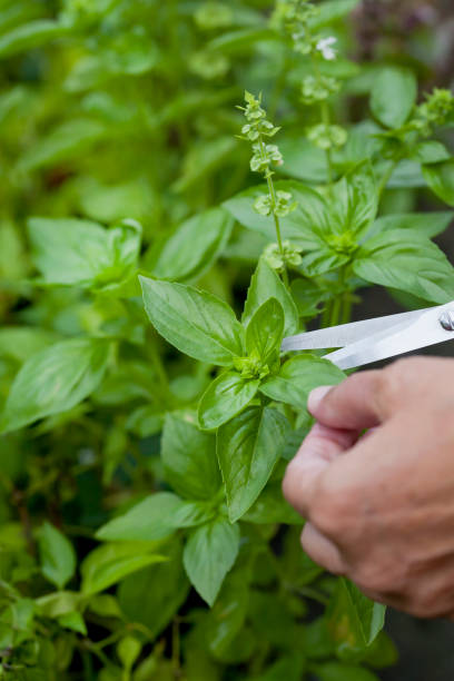 istock Basil harvest in the medicinal and herbal garden. 1461677464