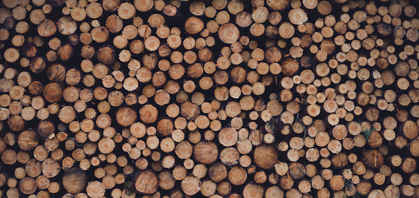 Pine timber woodpile in the forest. Abstract pattern of wooden circles.