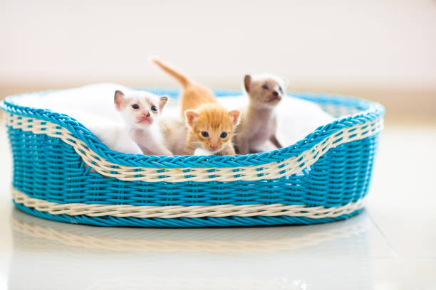 Kitten in a basket. Baby cat at home. Pets and domestic animals care.