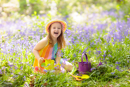 Kid in bluebell woodland. Child with flowers, garden tools and wheelbarrow. Girl gardening. Children play outdoor in bluebells, work, plant and water blue bell flower bed. Family fun in summer forest.