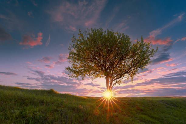 istock A single spring blooming tree on a mountain green grass hill in front of a bright sunset sky with sunburst and clouds. 1461680497