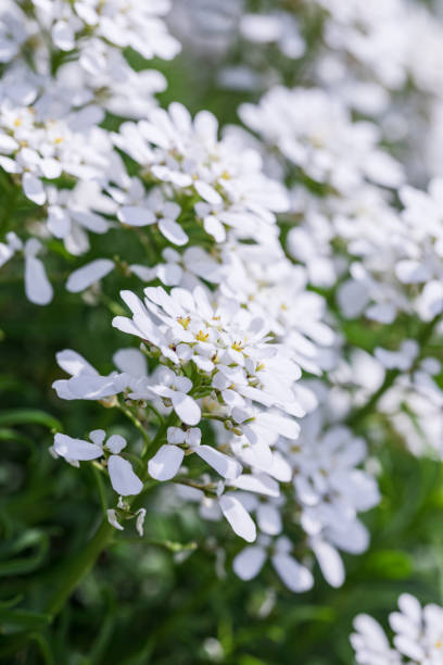 istock White Candytuft Flowers in Bloom 1461681039