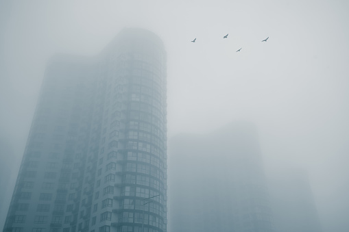 Flocks of birds flying over modern city buildings on a foggy morning urban street.