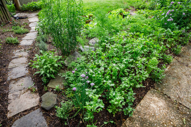 Home Herb Garden for Cooking