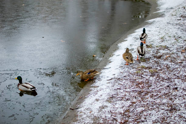 Ducks in winter in the city park.