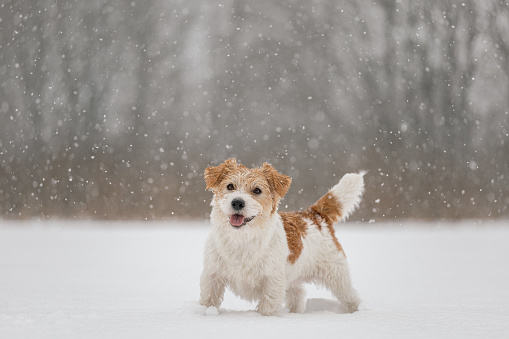 Wet dog stands in the forest in winter. Wirehaired Jack Russell Terrier in the park for a walk. Snow is falling against the background of the animal. New Year concept.