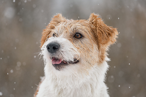 Wet dog stands in the forest in winter. Portrait of a wirehaired Jack Russell Terrier in the park for a walk. Snow is falling against the background of the animal. New Year concept.