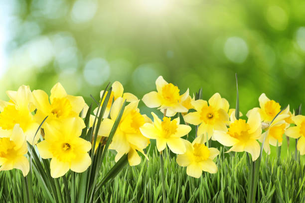 istock Beautiful spring flowers outdoors on sunny day 1461681744