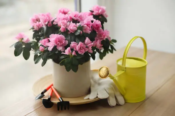 Beautiful house plant and gardening tools on wooden table near window