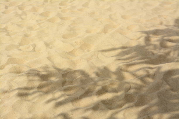 istock Shadows of tropical branches on beach sand. Space for text 1461682677