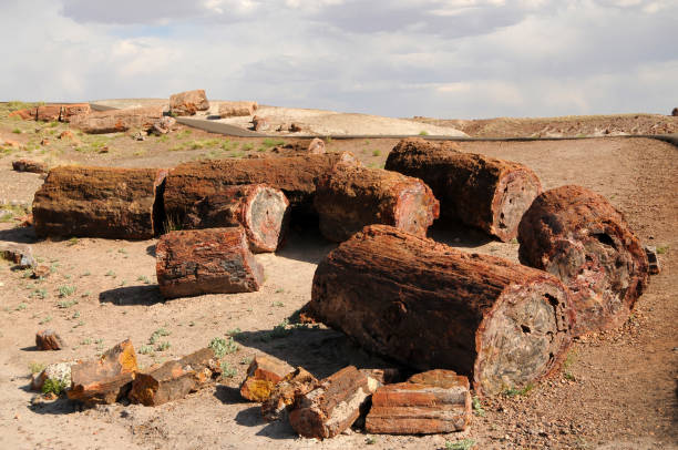 floresta petrificada arizona - petrified forest national park - fotografias e filmes do acervo